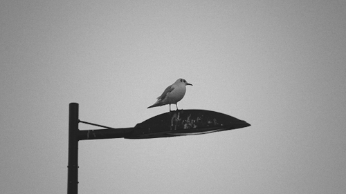 gif动画 | 他用 cinemagraphs技术把日子定格成画