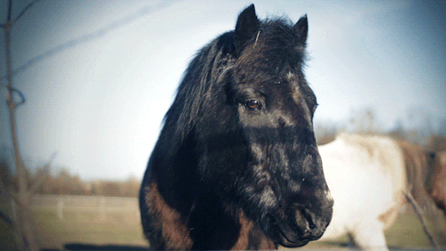 cinemagraph,静态照片中神奇的细微运动技术.