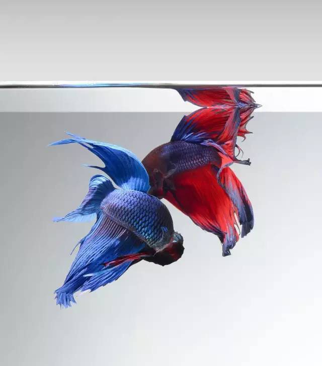 苹果手机里的斗鱼壁纸,原来是他拍的!_文章_数