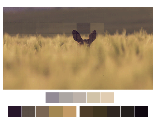 在这个项目里面,除了常见的配色图片以外,以 gif 形式存在的配色更