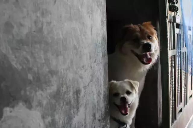 美图手机暖心大片:不要瞧不起流浪狗,它们一点都不丑!