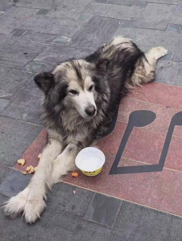 美图手机暖心大片:不要瞧不起流浪狗,它们一点都不丑!