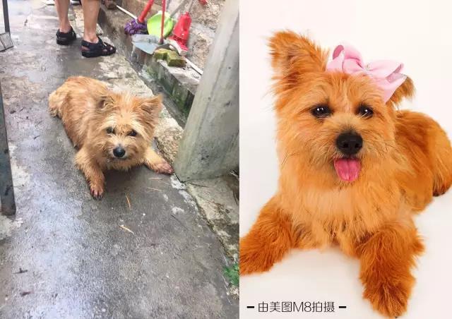 美图手机暖心大片:不要瞧不起流浪狗,它们一点都不丑!