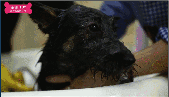 壁纸 动物 狗 狗狗 712_409 gif 动态图 动图