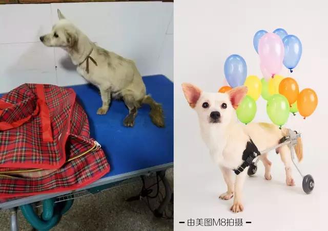 美图手机暖心大片:不要瞧不起流浪狗,它们一点都不丑!