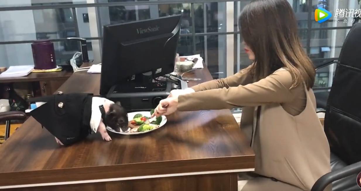 一度红过papi酱的“办公室小野”，有着怎样的幕后推手? - 数英