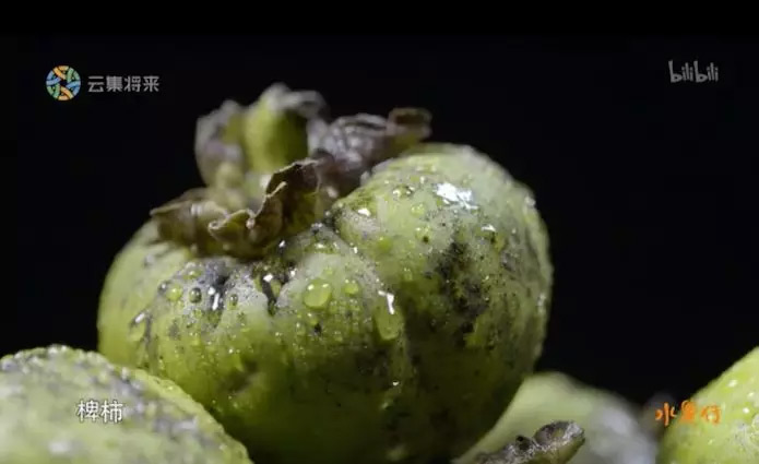 又一部良心美食纪录片《水果传》,看得我欲罢不能