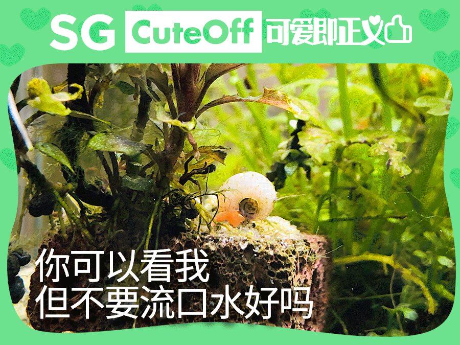 longun 朗冠整合营销 