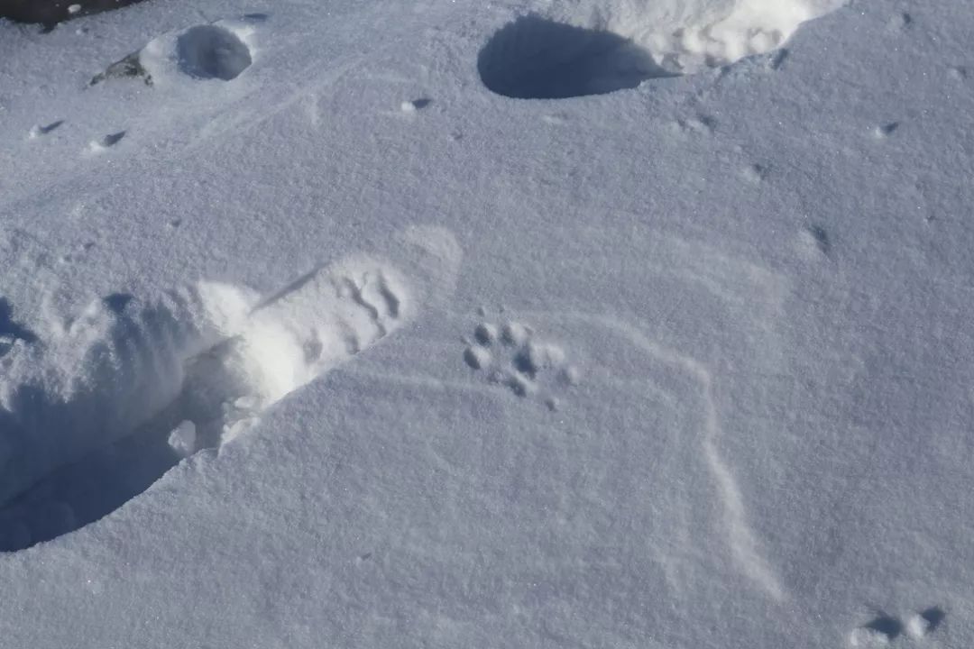 雪地上的狐狸脚印 御寒/摄