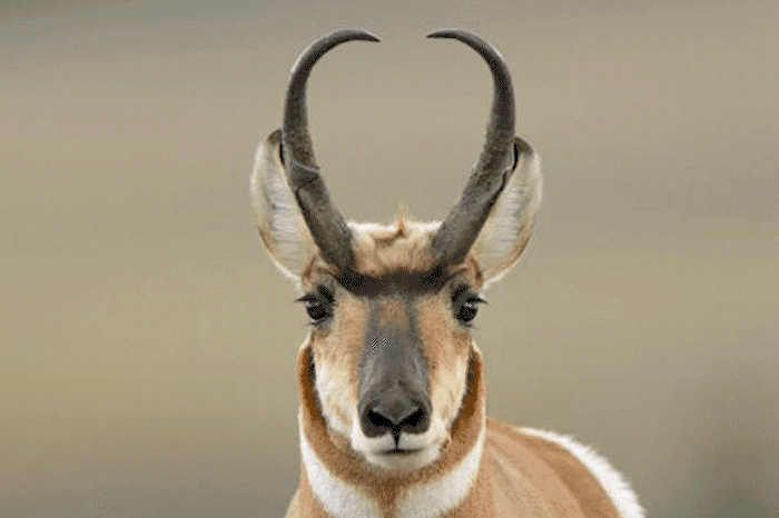 最特别的是, 我们以地球上最善于耐力跑的叉角羚羊为灵感,设计出全新