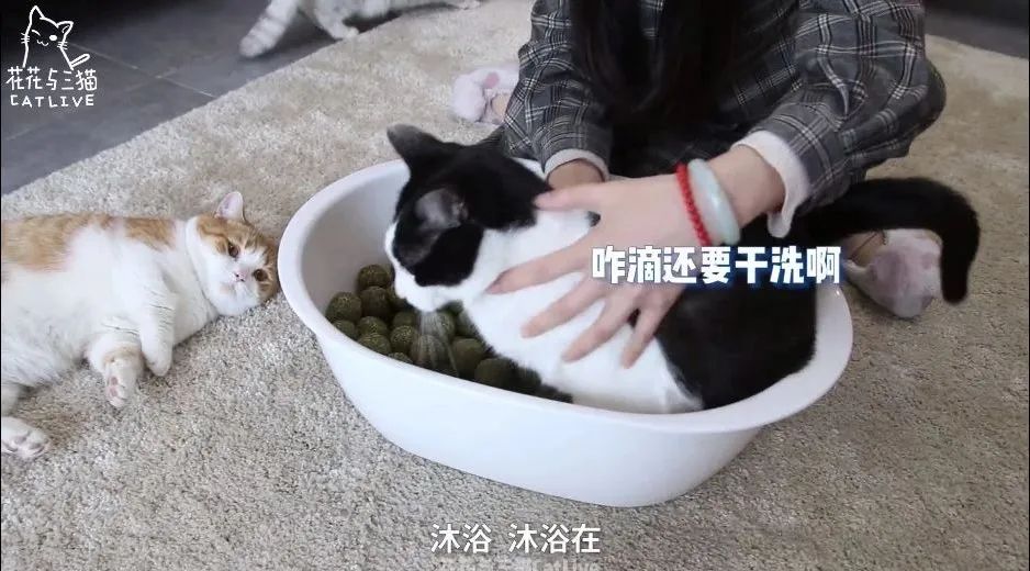 主要以 花花与三猫catlive这类账号为代表,记录宠物日常为主要内容