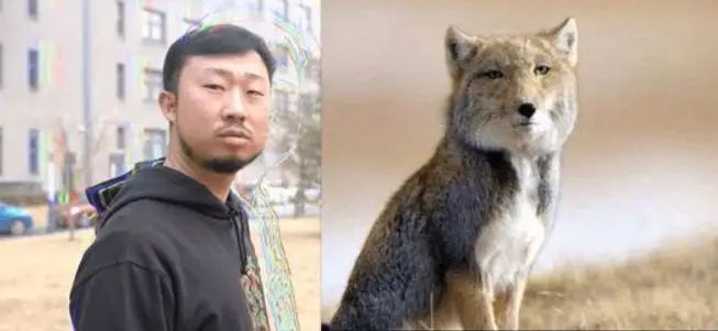 01 藏狐の天赋