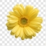 廣告圈野菊花