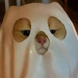 DAN