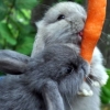 啃萝卜的兔子