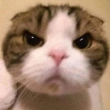 Hi醬