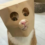 啥意思