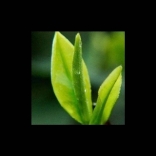 <em>茶道</em>經