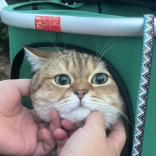 阿程