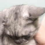 阿木的小公雞