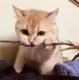 Terrible白熊
