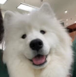 薩摩耶
