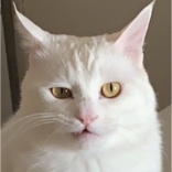 <em>momo</em>