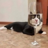 甲殼蟲汁