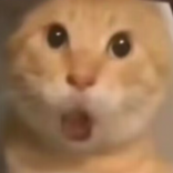 赤硬桃