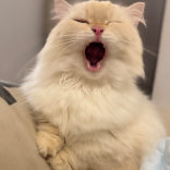 Miya