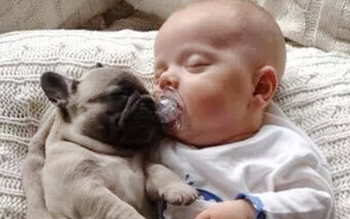  案例欣赏 | 萌萌的宠物让广告锦上添花