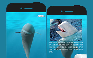 魚(yú)刺創(chuàng)意：口袋里的白鯨 科普公益