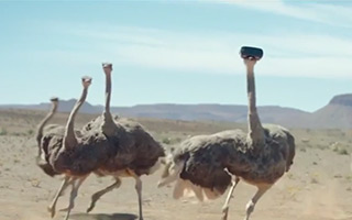 三星 Galaxy S8 的新广告让一只鸵鸟飞了起来
