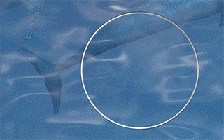 戴森长图文广告：一份净化深海的最佳方案