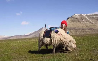 Google Sheep View——骑在羊背上看世界