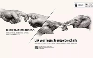 百度联手WWF公益大使李冰冰，抵制购买象牙制品