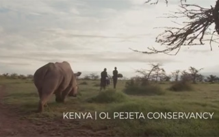 Ol Pejeta Conservancy：世界上最符合单身条件的白犀牛