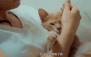 治愈系暖心猫粮广告，听听猫咪们唱《幸福的魔法》