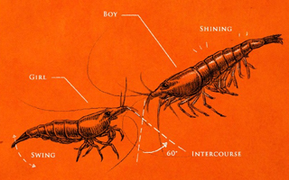 杜蕾斯说：520 今晚，少说，多做
