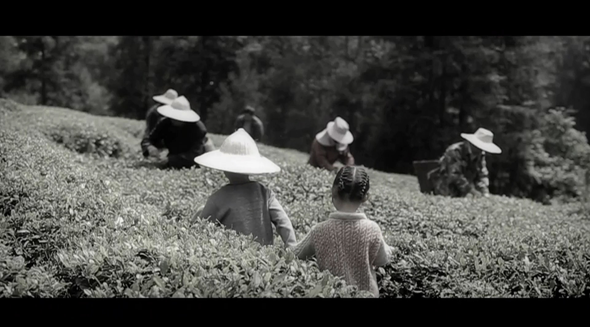 《贵大茶都》以茶一味，一生所往