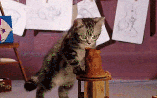 伟嘉猫咪学院：连猫都去上名校上学了！