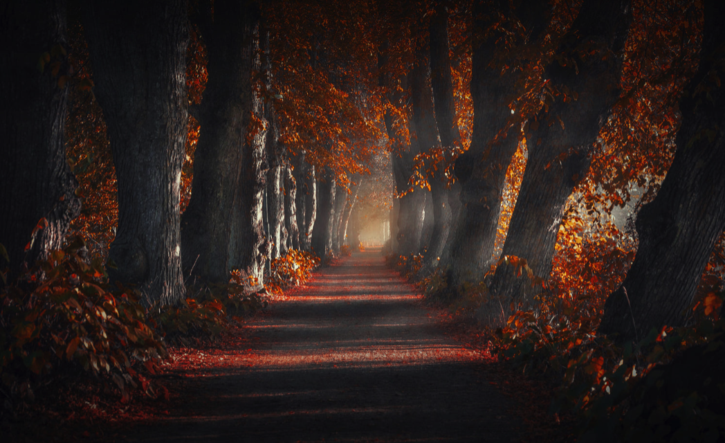 杨柳君：领导者最大的特质是无可置疑的正直——德鲁克研究系列320