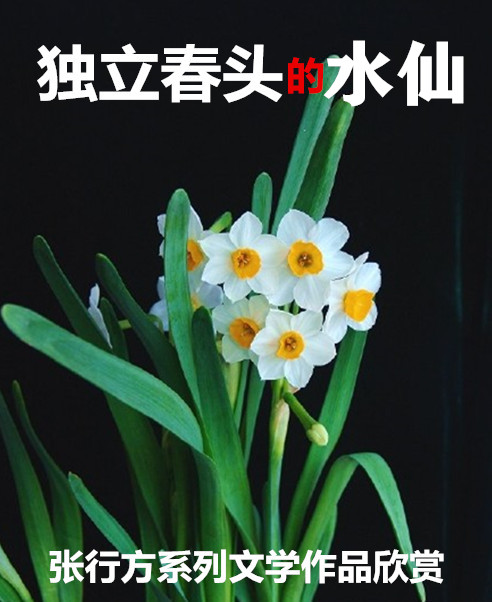 张行方系列文学作品欣赏之——独立春头的水仙