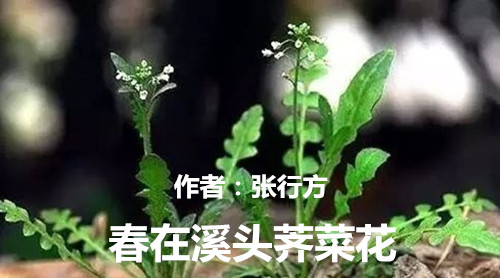 张行方系列文学作品欣赏之——春在溪头荠菜花