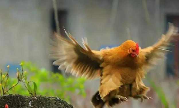 最近有只“鸡”火了！风口上的“猪”该不该羡慕？