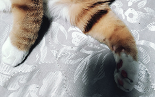 待业文案冥思录一:创意的两条大腿是什么？