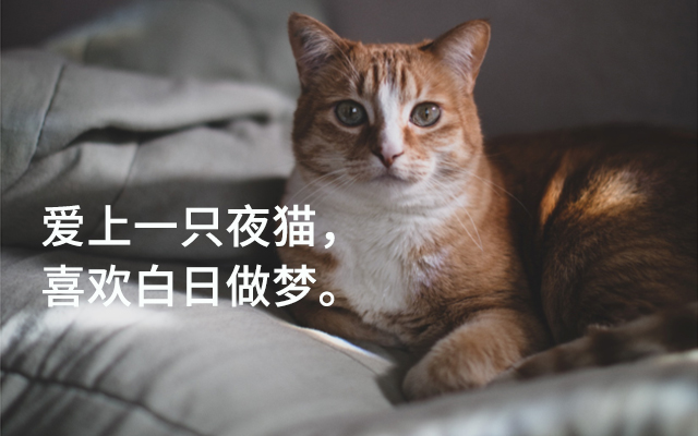 爱上一只夜猫,喜欢白日做梦 文案拼图0038