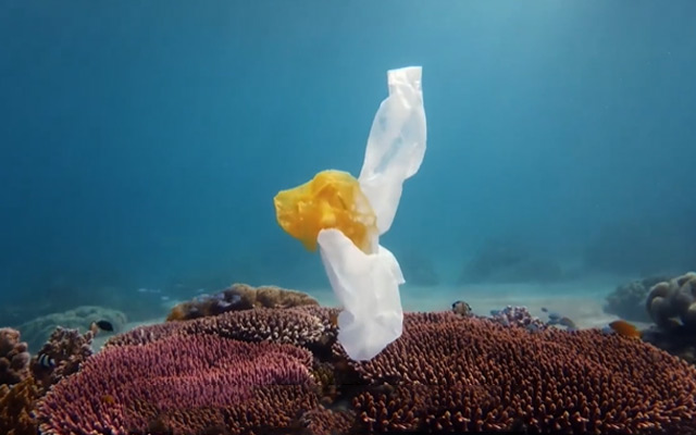 一种神秘生物，正在悄悄地占据海洋