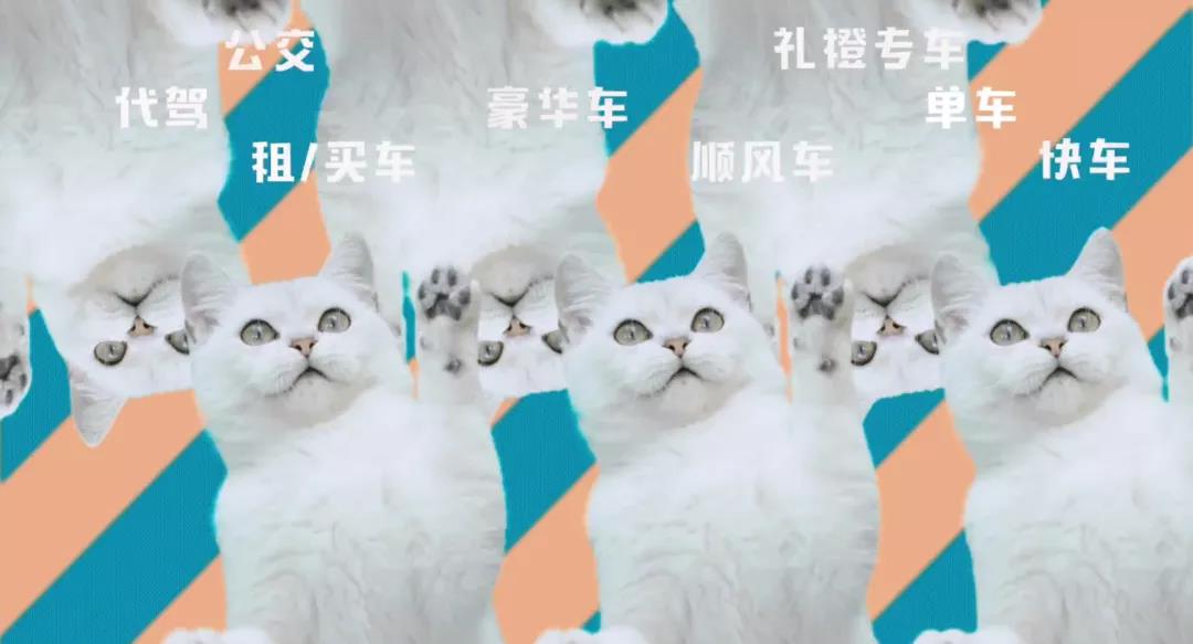 滴滴被貓入侵了？這支貓片有點萌！