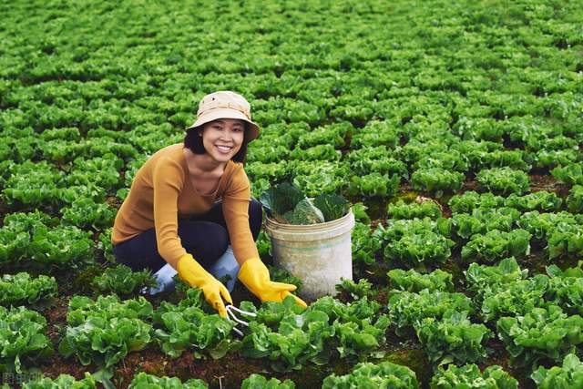 案例回顾 | 芸岭鲜生——传统有机蔬菜企业的转型